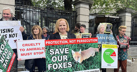 Bill banning ‘cruel’ fox hunting in Ireland introduced to Dáil