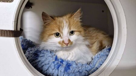 ISPCA issues urgent appeal to find new homes for rescued pets