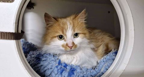 ISPCA issues urgent appeal to find new homes for rescued pets