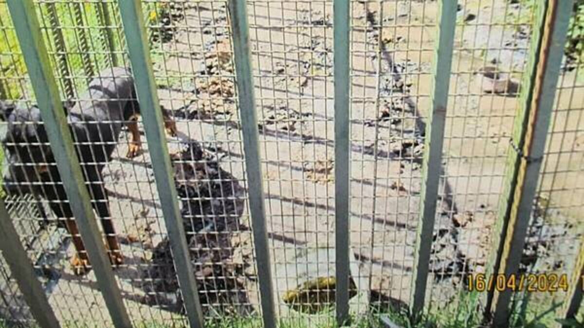 Dog owner could face jail after 'scared, malnourished' pet found living in own filth