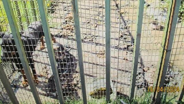Dog owner could face jail after 'scared, malnourished' pet found living in own filth