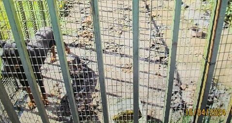 Dog owner could face jail after 'scared, malnourished' pet found living in own filth