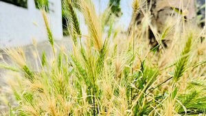 Dog owners warned about grass seed injuries Dog owners warned about grass seed injuries