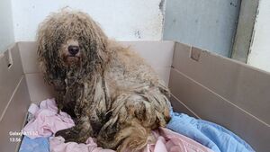 ISPCA appeal following dogs rescued from severe neglect