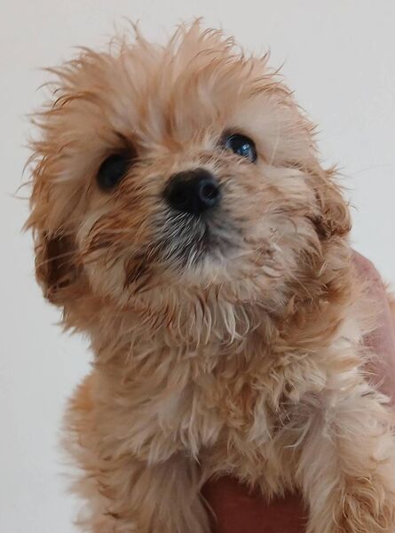 One of the three rescued Cavachon puppies. Credit: ISPCA