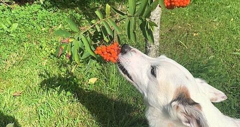 Woman receives plastic surgery on injuries after pitbull attack which killed pet