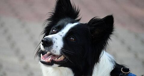Dogs Trust issues hot weather warning for dog owners