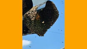 People flee in fright as giant ball of bees swarm traffic lights in Limerick City People flee in fright as giant ball of bees swarm traffic lights in Limerick City
