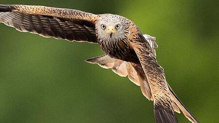 Police investigate after red kite found fatally poisoned in Co Down