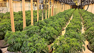 Suspected cannabis operation linked to INLA, police say Suspected cannabis operation linked to INLA, police say