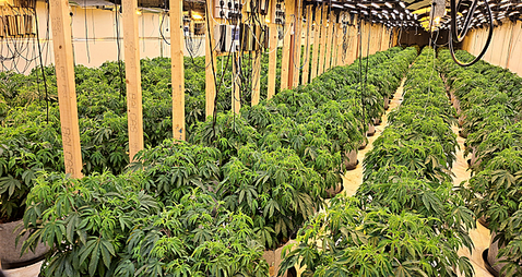 Suspected cannabis operation linked to INLA, police say