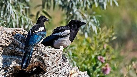 Burning ears, magpies, and the cure: Old Irish superstitions and remedies