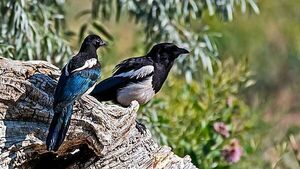 Burning ears, magpies, and the cure: Old Irish superstitions and remedies