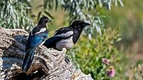 Burning ears, magpies, and the cure: Old Irish superstitions and remedies