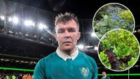 Great lineout for Carlow garden festival