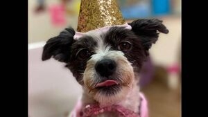 Treat in store as Dotsy makes finals of Nose of Tralee