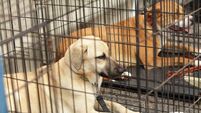 Dog wardens to step up patrols in Carlow