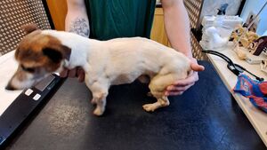 Carlow woman forbidden from ever owning animals Carlow woman forbidden from ever owning animals