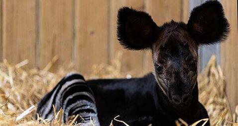 Rare and endangered okapi calf is ‘thriving’ at Dublin Zoo