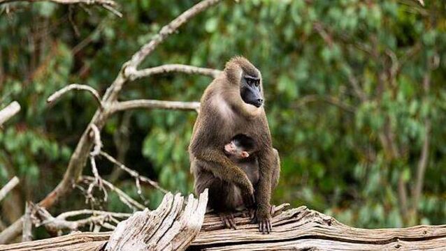 Fota Wildlife Park announces birth of endangered drill monkey