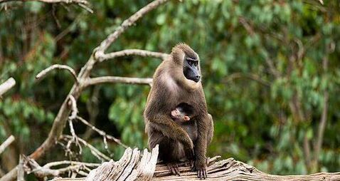 Fota Wildlife Park announces birth of endangered drill monkey