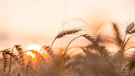 Time to Think: August … a time to give thanks for the gift of harvest