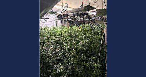 Over €750,000 cannabis seized and two men (40s) arrested after growhouse discovered in Drogheda