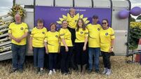 There's a great buzz at sunflower field in Crookett