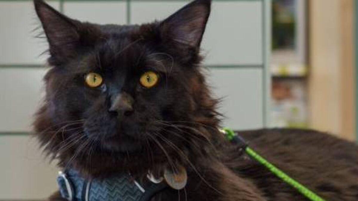Most cat owners say their feline friends are misunderstood