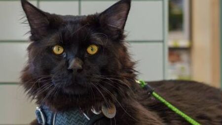 Most cat owners say their feline friends are misunderstood