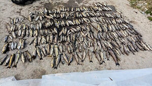 Anglers fear up to 46,000 fish dead after ‘devastating’ kill on Blackwater in Co Cork Anglers fear up to 46,000 fish dead after ‘devastating’ kill on Blackwater in Co Cork