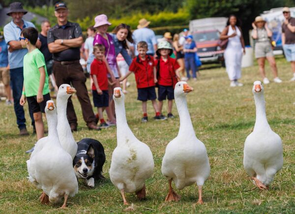 Sheep dog Meg herds geese at the Tullow Show