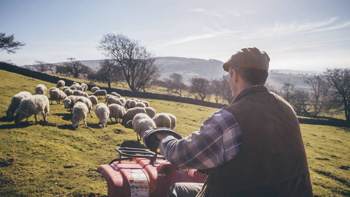 Breeders fears about Dawn Meats sheep deal