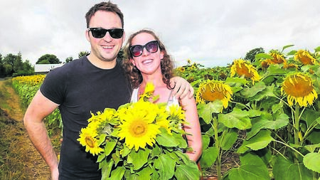 Sunflowers bloom all at once for spectacular fundraiser near Castledermot