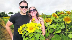 Sunflowers bloom all at once for spectacular fundraiser near Castledermot
