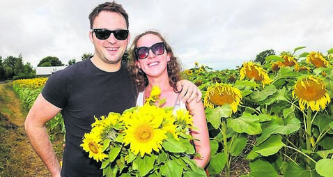 Sunflowers bloom all at once for spectacular fundraiser near Castledermot
