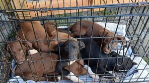 'Finder' of dumped pups admits he is the owner