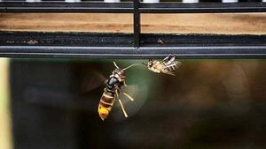 Asian hornet nest discovered in Cork City Asian hornet nest discovered in Cork City
