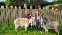 Old Irish goats graze again as they go on tour around County Carlow 