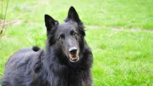 Dog owner fined and ordered to pay €3,000 in compo