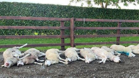 Brutal dog attack leaves pet sheep dead on Carlow farm