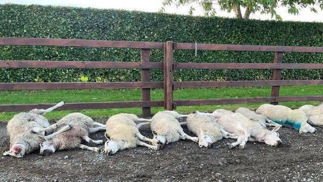 Brutal dog attack leaves pet sheep dead on Carlow farm Brutal dog attack leaves pet sheep dead on Carlow farm