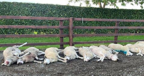 Brutal dog attack leaves pet sheep dead on Carlow farm