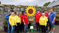 Giant sunflower in Duckett’s Grove is a symbol of hope 