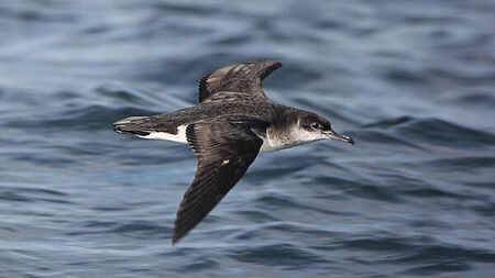 Rare seabirds breed on Rathlin Island for first time in decades