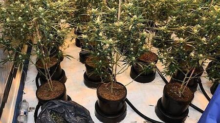 Two men (20s and 50s) arrested after €164,000 worth of cannabis seized in Wexford