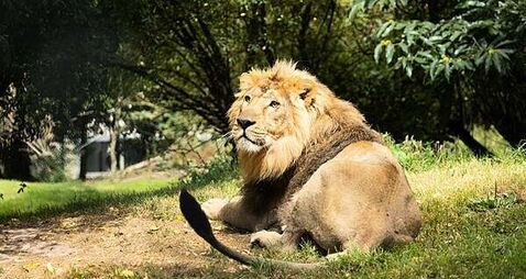 Samples taken from birds at Fota Wildlife Park test positive for bird flu