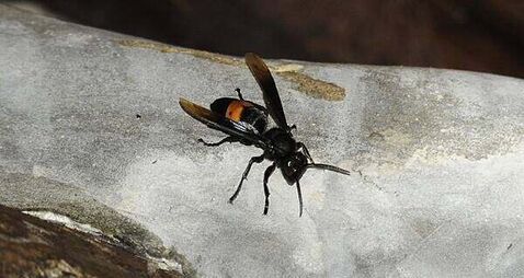 Asian hornet nest found in Belfast area, says minister