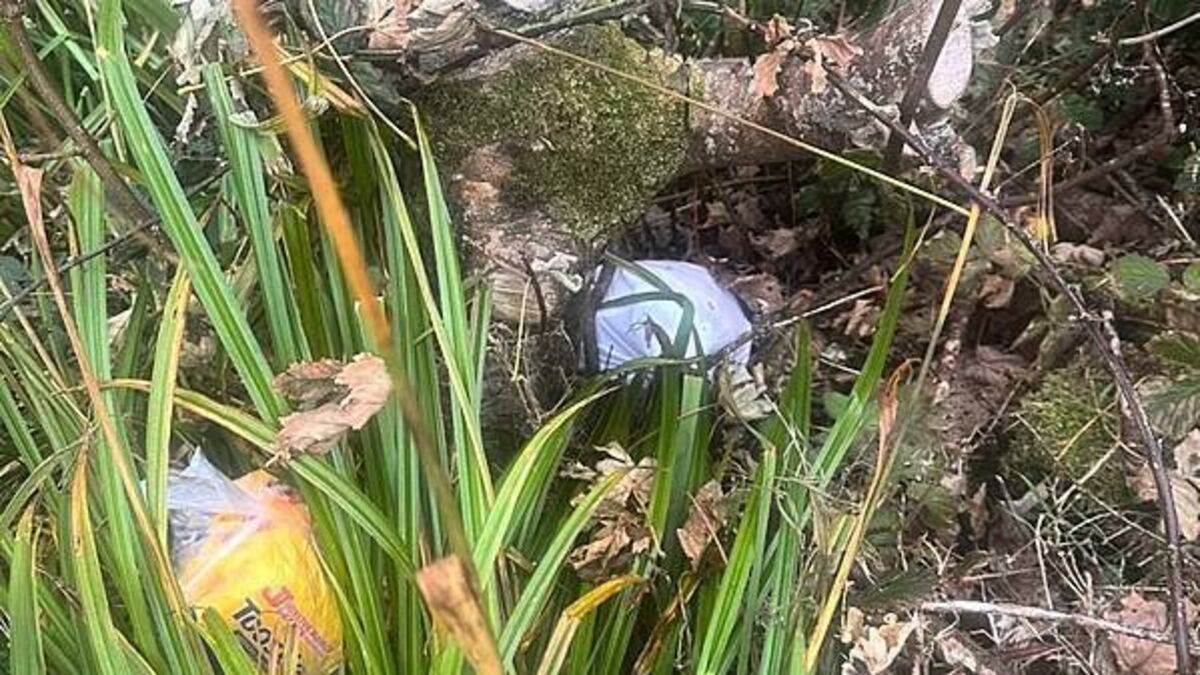 Animal charity outraged after kitten found suffocated in plastic bag and dumped in Donegal