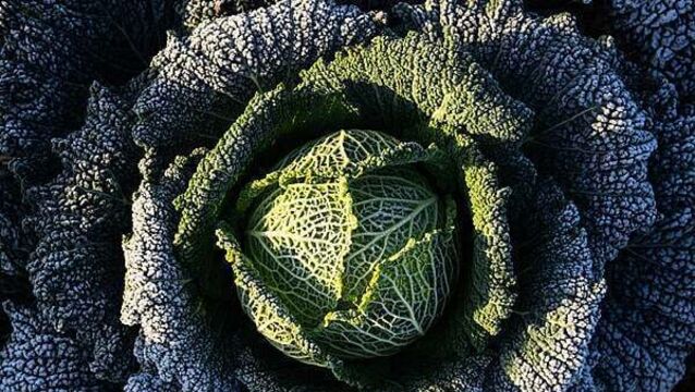 Cabbage divination and turnip lanterns revived ahead of Halloween